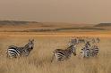 019 Kenia, Masai Mara, zebra's